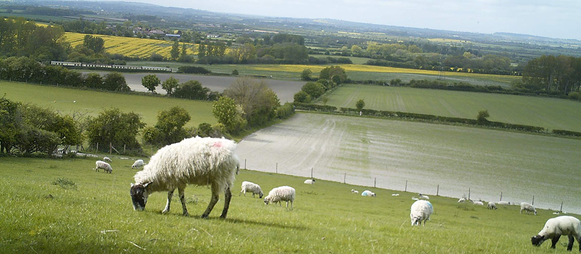 livestock